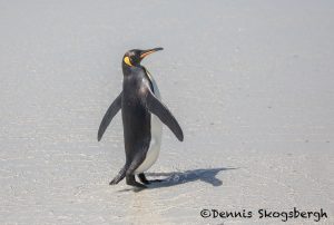 5804 King Penguin (Aptenodytes patagonicus), Volunteer Point, Falkland Islands