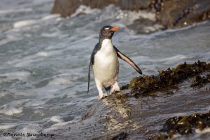 5806 Rockhopper Penguin [Eudyptes (chrysocome) filholi, Saunders Island, Falklands