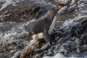 5807 Rockhopper Penguin [Eudyptes (chrysocome) filholi, Saunders Island, Falklands