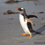 5810 Long-tailed Gentoo Penguin (Pygoscelis papua), Saunders Island, Falklands