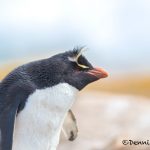 5811 Rockhopper Penguin [Eudyptes (chrysocome) filholi], Saunders Island. Falklands