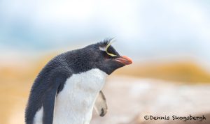 5811 Rockhopper Penguin [Eudyptes (chrysocome) filholi], Saunders Island. Falklands