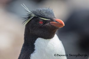 5812 Rockhopper Penguin [Eudyptes (chrysocome) filholi], Saunders Island, Falklands