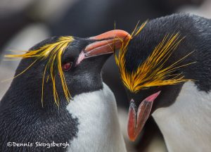5813 Macaroni Penguin (Eudyptes chrysolophus), Saunders Island, Falklands