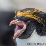 5815 Macaroni Penguin (Eudyptes chrysolophus), Saunders Island, Falklands