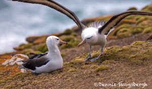 5816 Black-browed Albatross Pair (Thalassarche melanophris), Saunders Island, Falklands