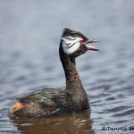 5820 White-tufted Falkland Grebe (Rollandia rolland), Bleaker Island, Falklands