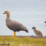 5821 Female Upland Goose and Chicks (Chloephaga picta), Bleaker Island, Falklands