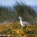 5828 Male Upland Goose (Chloeohaga picta), Bleaker Island, Falklands