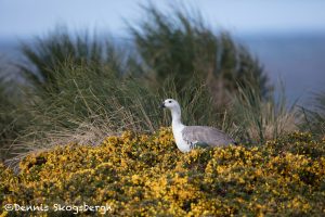 5828 Male Upland Goose (Chloeohaga picta), Bleaker Island, Falklands