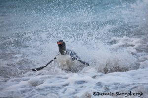 5829 Gentoo Penguin (Pygoscelis papua), Bleaker Island, Falklands