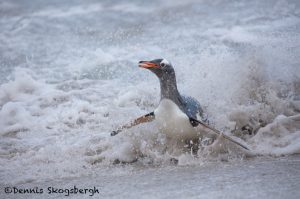 5830 Gentoo Penguin (Pygoscelis papua), Bleaker Island, Falklands