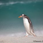 5832 Heavy Winds, Gentoo Penguin (Pygoscelis papua), Bleaker Island, Falklands
