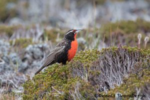 5837 Long-tailed Meadolark (Leistes loyca), Bleaker Island, Falklands
