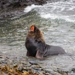 5838 Male South American Sea Lion (Otaria flavescens), Bleaker Island, Falklands