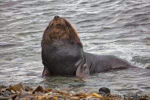 5841 South American Sea Lion (Otaria flavescens), Bleaker Island, Falklands