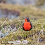 5843 Long-tailed Meadolark (Leistes loyca), Bleaker Island, Falklands