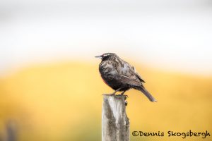 5844 Long-tailed Meadolark (Leistes loyca), Bleaker Island, Falklands
