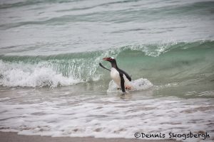 5846 Gentoo Penguin (Pygoscelis papua), Bleaker Island, Falklands