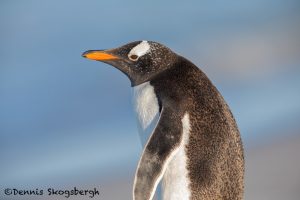 5848 Gentoo Penguin (Pygoscelis papua), Sea Lion Island, Falklands