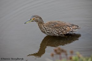 5850 Immature Black-crowned Night Heron (Nycticorax nycticorax), Sea Lion Island, Falklands