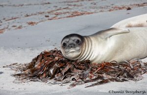 5851 Southern Elephant Seal Weaner, (Mirounga leonine), Sea Lion Island, Falklands