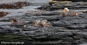5853 Falkland Steamer Ducks (Tachyeres brachypterus), Sea Lion Island, Falklands