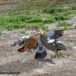 5856 Territorial Fight, Ruddy-headed Geese, Sea Lion Island, Falklands