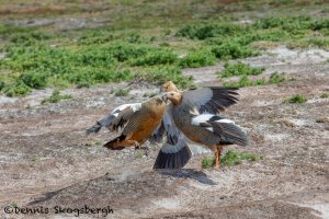 5856 Territorial Fight, Ruddy-headed Geese, Sea Lion Island, Falklands