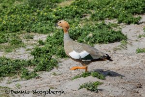 5858 Ruddy-headed Goose Injured in Territorial Fight, Sea Lion Island, Falklands