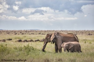5859 African Elephants, Serengeti, Tanzania