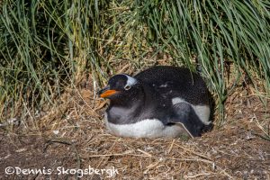 5859 Gentoo Penquin (Pygoscelis papua), Sea Lion Island, Falklands