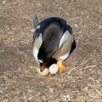5860 Gentoo Penguin Nesting (Pygoscelis papua), Sea Lion Island, Falklands
