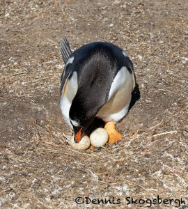 5860 Gentoo Penguin Nesting (Pygoscelis papua), Sea Lion Island, Falklands