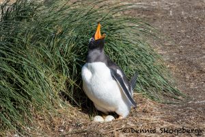 5861 Gentoo Penguin Nesting (Pygoscelis papua), Sea Lion Island, Falklands