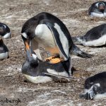 5862 Gentoo Penguins Copulating (Pygoscelis papua), Sea Lion Island, Falklands