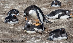 5862 Gentoo Penguins Copulating (Pygoscelis papua), Sea Lion Island, Falklands