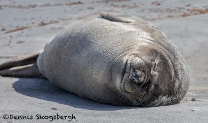 5863 Female Elephant Seal (Mirounga leonina), Sea Lion Island, Falklands