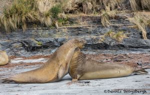 5864 Male Southern Elephant Seals Practicing Mating Displays, Sea Lion Island, Falklands