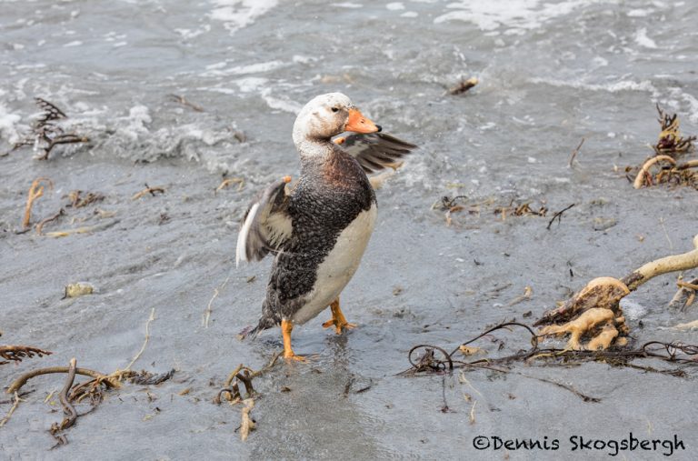 5866 Male Falkland Steamer Duck (Tachyeres brachypterus), Sea Lion