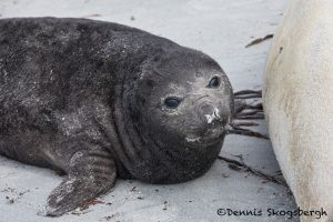 5867 Southern Elephant Seal Pup, Sea Lion Island, Falklands