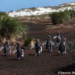 5869 Gentoo Penquins (Pygoscelis papua), Sea Lion Island, Falklands