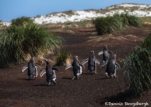 5869 Gentoo Penquins (Pygoscelis papua), Sea Lion Island, Falklands