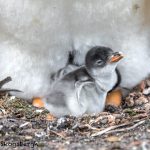 5871 Gentoo Penguin Chick, Sea Lion Island, Falklands