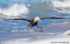 5873 Southern Giant Petrel (Macronectes giganteus), Sea Lion Island, Falklands