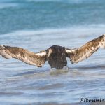 5876 Southern Giant Petrel (Macronectes giganteus), Sea Lion Island, Falklands