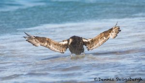 5876 Southern Giant Petrel (Macronectes giganteus), Sea Lion Island, Falklands