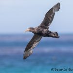 5877 Southern Giant Petrel (Macronectes giganteus), Sea Lion Island, Falklands