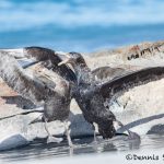 5879 Southern Giant Petrels (Macronectes giganteus) Fighting Over Beached Orca Carcass, Sea Lion Island, Falklands
