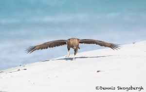 5880 Striated Caracara (Phalcoboenus australis), Sea Lion Island, Falklands